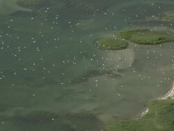 'Wide Shot aerial-Large flock of birds flies over coastal marsh. / Alaska, USA' Stock Footage