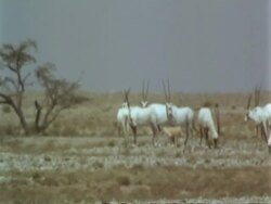 WA Jiddat mirage, Arabian Oryx, Oryx leucoryx, standing in desert in midday heat, Jiddat al Harasis desert, Oman Stock Footage