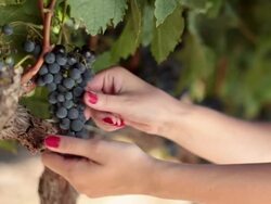 CU Shot of Woman hands picking grapes off vine / Kleine Zalze Lodge, Western Cape, South Africa Stock Footage