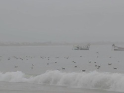 Seagulls Stock Footage