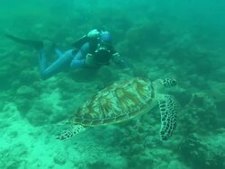 Diver filming Green turtle, Borneo, Malaysia, Southeast Asia Stock Footage