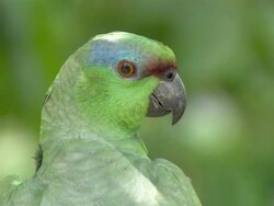 Medium Close Up pan-left - A green parrot with a blue patch over its eyes examines its surroundings / Brazil Stock Footage