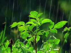 Water drops on grass Stock Footage