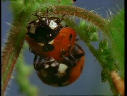 BCU Pair of Ladybird beetles mating to camera, England Stock Footage