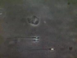 Microscopic footage of swimming sperm Stock Footage