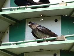 Purple Martin Birdhouse Stock Footage