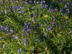 T/L Bluebell (Hyacinthoides non-scripta) shadows, United Kingdom Stock Footage