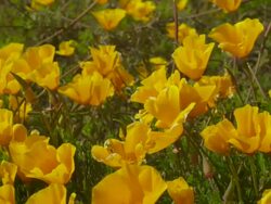 CU PAN Poppy flowers moving in wind / Big Sur, California, United States Stock Footage