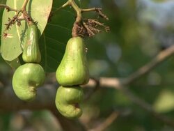 Cashew apple waving in the wind Stock Footage