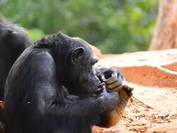 Mother and young chimpanzees Stock Footage