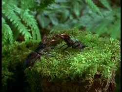 MCU 2 Male Stag Beetles (Lucanus cervus) facing up to each other, England Stock Footage