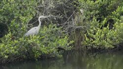 Heron Bird in south Florida Swamp Stock Footage