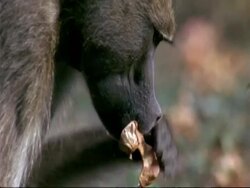 BCU Baboons head eating fruit seed, gets up and leaves to right, Mana Pools, Zimbabwe Stock Footage
