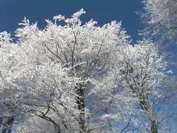 HD: Snow covered trees. Stock Footage