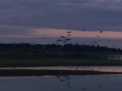 European Cranes (Grus grus), North East Extremadura in Dehesa. The cranes migrate south in winter from Scandinavia and Northern Europe to Spain and roost in large numbers mainly on lake shores. They feed in the dehesas on acorns and invertebrates. Stock Footage