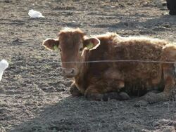 Behind the fence Stock Footage