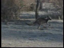 AUSTRALIA: KANGAROOS BLINDED BY MYSTERIOUS VIRUS News Clip