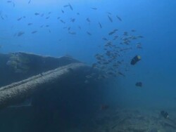 Fish around wreck, La Paz, Sea of Cortez, Mexico Stock Footage