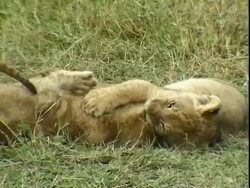 Lion cubs wrestling Stock Footage