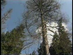 BOSNIA: TIMBER INDUSTRY HIT BY NEGLECT DURING WAR YEARS News Clip