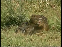 Coypu, Myocastor coypus, mother and babies, 2 babies try to suckle, mother walks off, MS, Israel Stock Footage