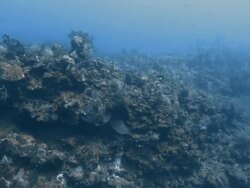 "Coral on sea bed, Gulf of Mexico" Stock Footage