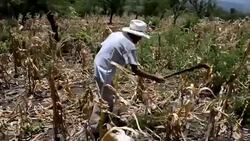 CLEAN : Drought insect plague increase hunger in Honduras News Clip