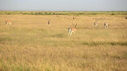 Thomson Gazelle Stock Footage