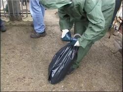 Authorities begin limited cull Instructional Video