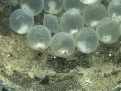 Cuttlefish Eggs Stock Footage