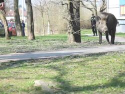 Wild boar watched by a policeman Stock Footage
