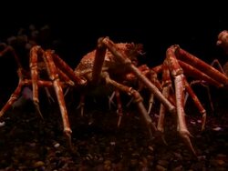 MS View of spider crabs / Atlanta, Georgia, United States Stock Footage