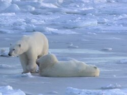 WS Polar bears standing,lying and rolling over on an icy surface before walking away / Churchill, Manitoba, Canada Stock Footage