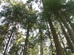 HD: Forest panning Stock Footage