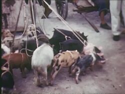 Markets and artisans Stock Footage