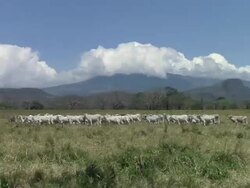 WS Large pod of cow walking on grass field / Guanacaste, Costa Rica Stock Footage