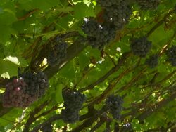 Harvesting Blue Grapes in a Vineyard CU Stock Footage