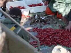 Fishermen sorting prawns Stock Footage
