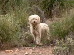 Dog (Canis lupus familiaris) looking to camera, Andalucia, Spain Stock Footage