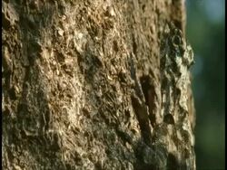 CU Lizard, head camouflaged against bark, side view, Western Ghats, India Stock Footage