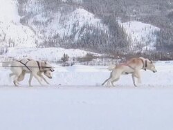 MS Musher sets out with sled dogs AUDIO / Dawson City, Yukon Territory, Canada Stock Footage