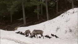 Crows and elk forage in a snowy forest. Stock Footage