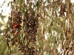 Monarch Butterflies Stock Footage