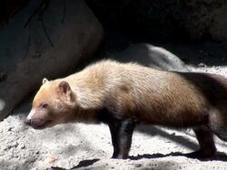 Bush Dog Stock Footage