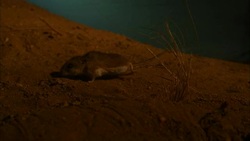 A mouse scampers along a sandy desert floor. Stock Footage