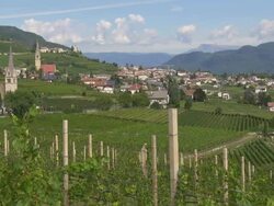 Tramin in South Tyrol and its Vineyards PAN Stock Footage