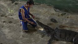 Crocodile Wrestling in Thailand Stock Footage