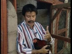 NICARAGUA: COCKFIGHTING IS MOST IMPORTANT NATIONAL PASTIME News Clip