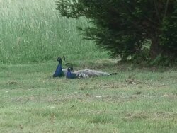 Peacock 7  1080/60i Stock Footage