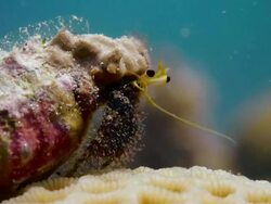 ECU Hermit Crab feeding / Cabilao Island, Philippines Stock Footage